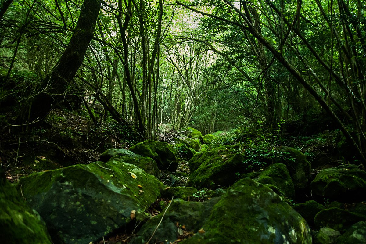 sotobosque bosque Girona boda fotografía
