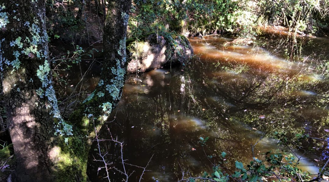 Poza de aguas oscuras con reflejos junto a árboles cubiertos de líquenes en el arroyo