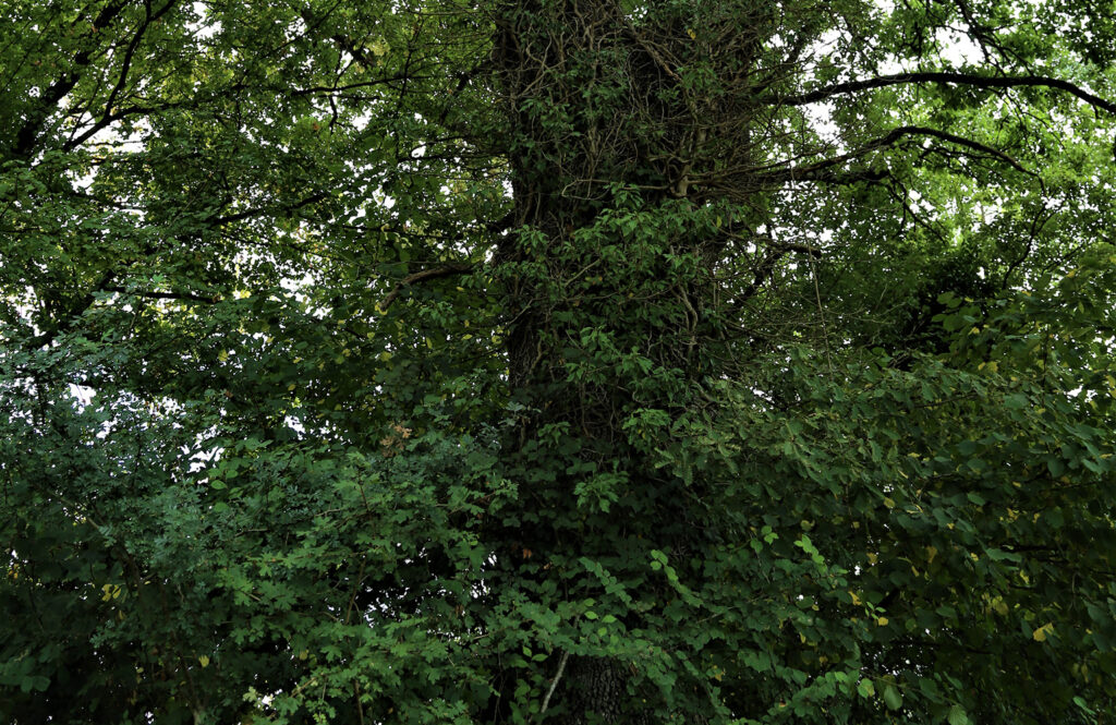 ROBLE_FLORA