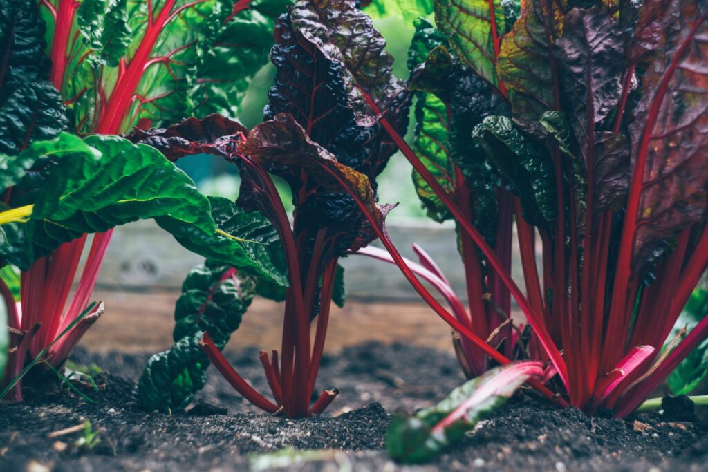 VEGGIE-FOOD_8-2048x1365