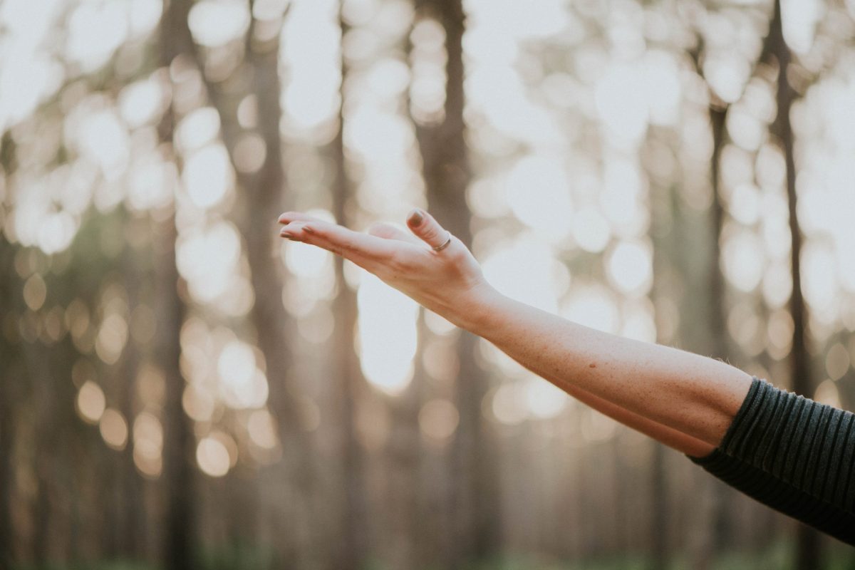 meditación en el bosque de Girona, luz entre los árboles