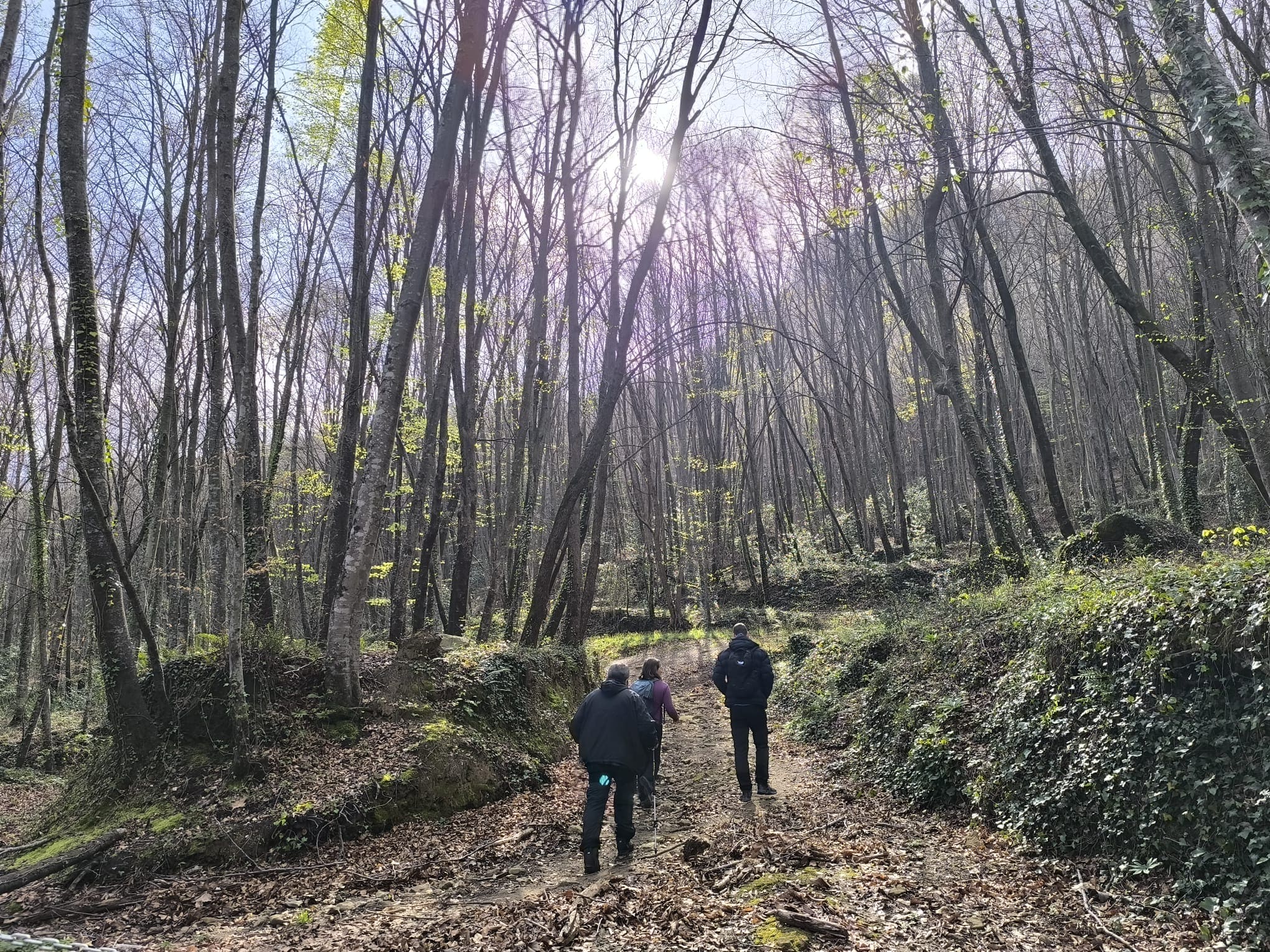 sendero bosque Girona shinrin-yoku desconexión