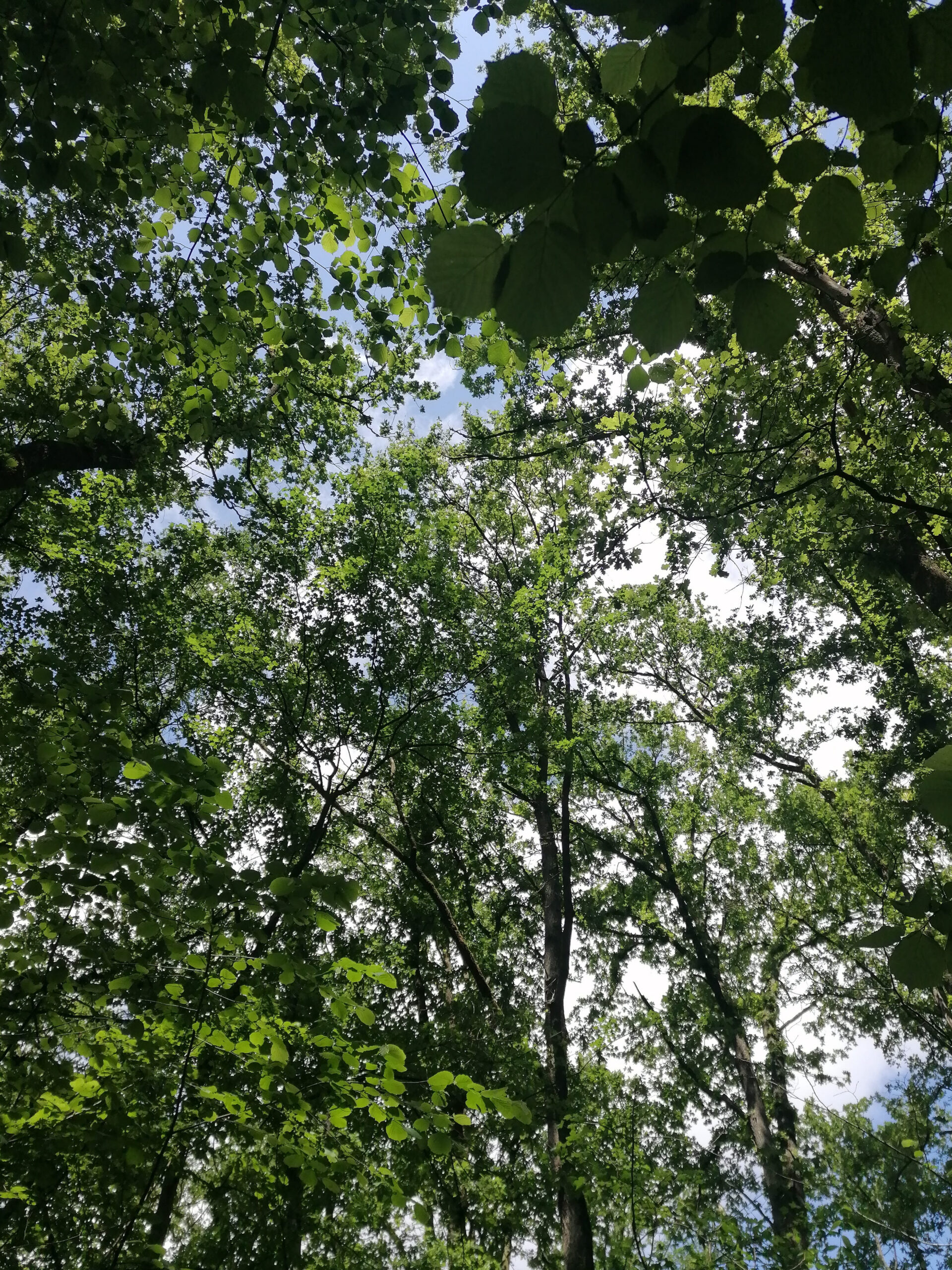 vegetación densa bosque Girona fitoncidas