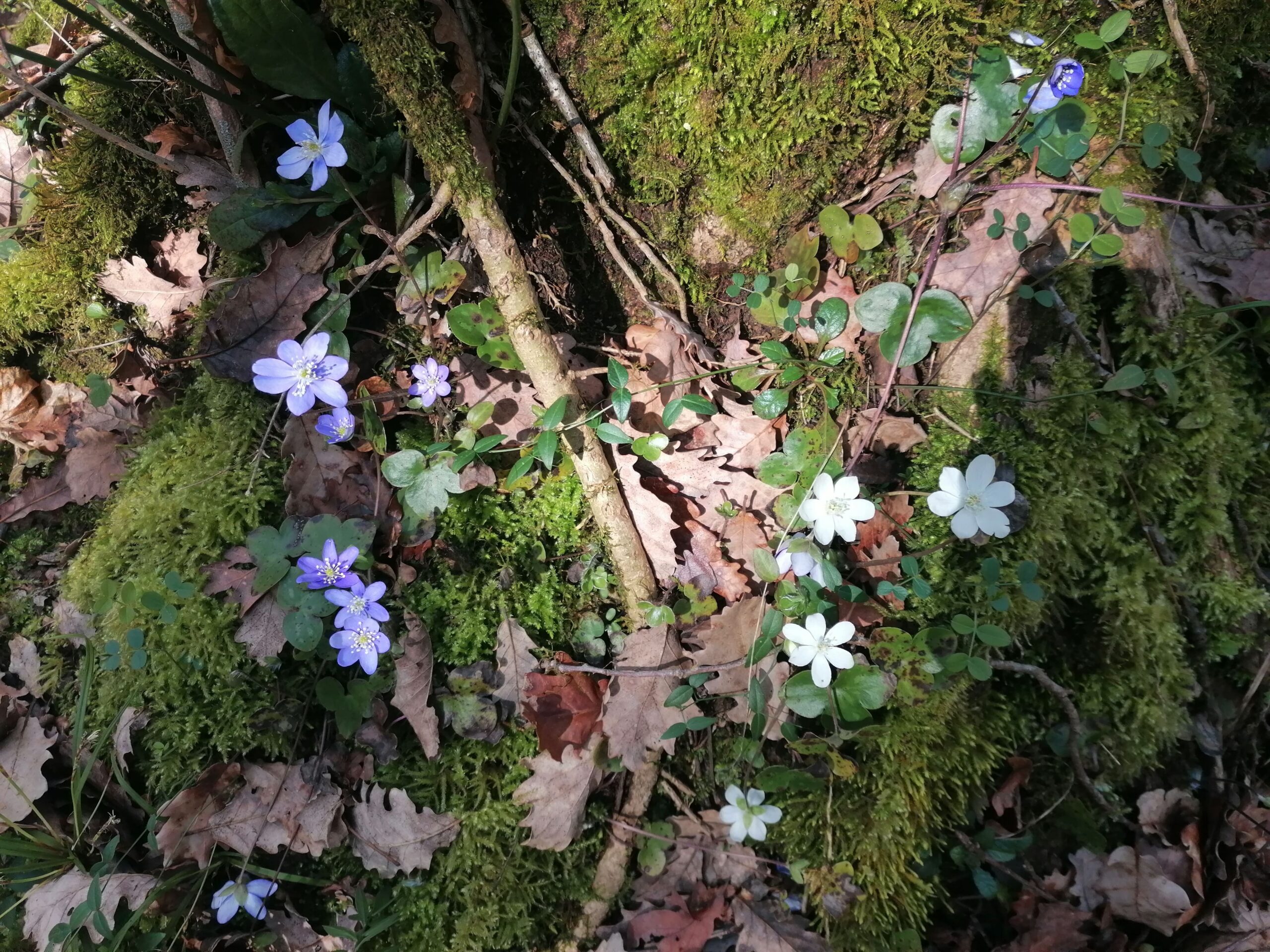 flora sotobosque baño de bosque Girona